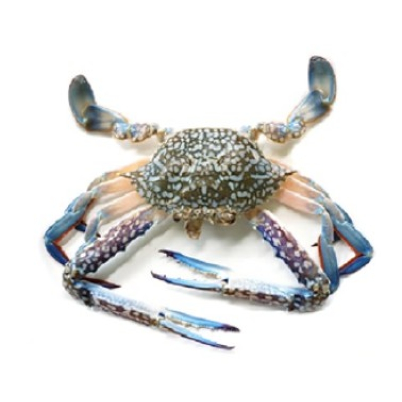 Blue Swimmer Crab Meat Raw