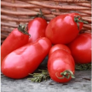 San Marzano Tomatoes 